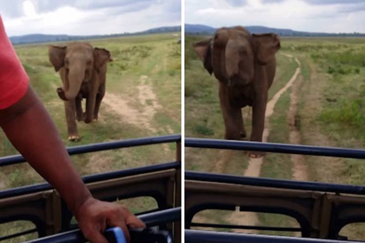 Elefante furioso persegue turistas em safari no Sri Lanka e o resultado é impressionante; assista