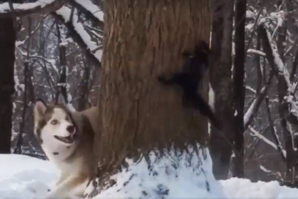 Em perseguição digna de desenho animado, cachorro tenta alcançar esquilo em tronco de árvore