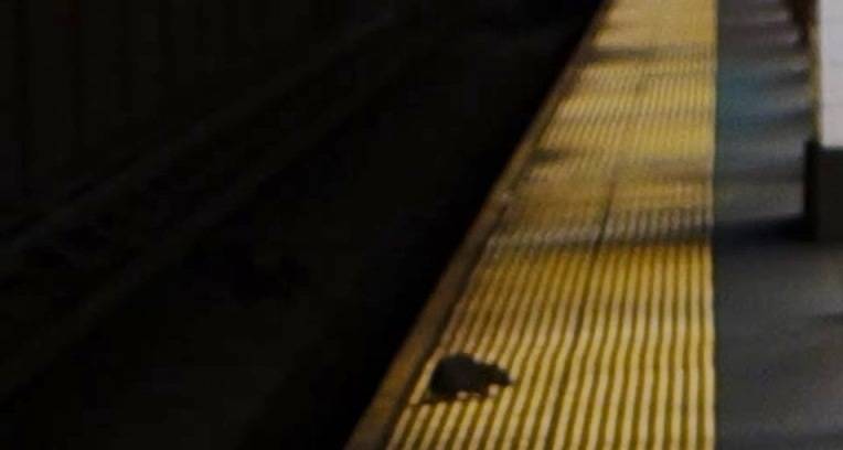 Repórter registra ataque de ratazana em metrô de Nova York