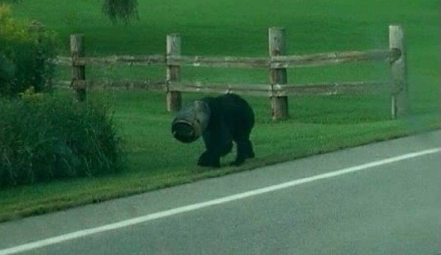 Urso com cabeça presa em balde é resgatado por três homens corajosos; assista ao vídeo