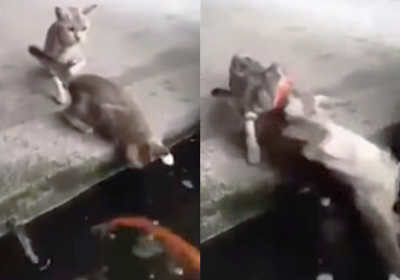 Vídeo impressionante mostra gatinho sendo capturado por um enorme peixe