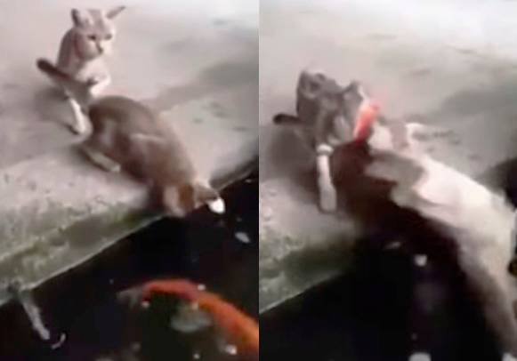 Vídeo impressionante mostra gatinho sendo capturado por um enorme peixe