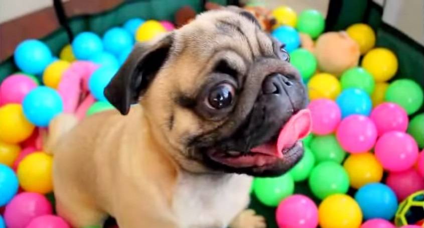 Cachorrinho delira em piscina com bolinhas coloridas de plástico no vídeo mais fofo do dia