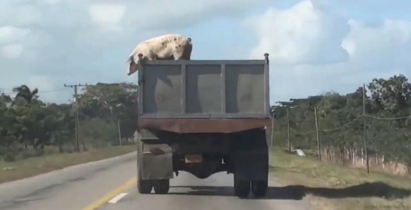 Porco faz o herói de filme de ação e pula de caminhão em movimento