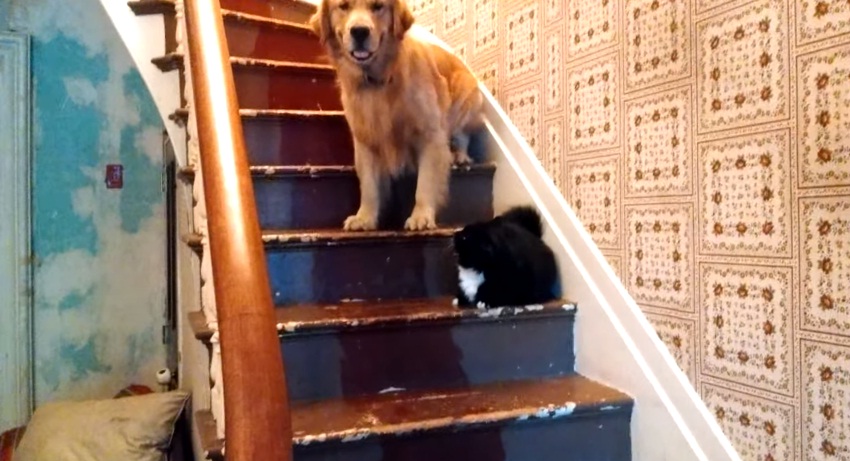 Cachorro não consegue descer escada por medo de gato e vira hit na web; assista