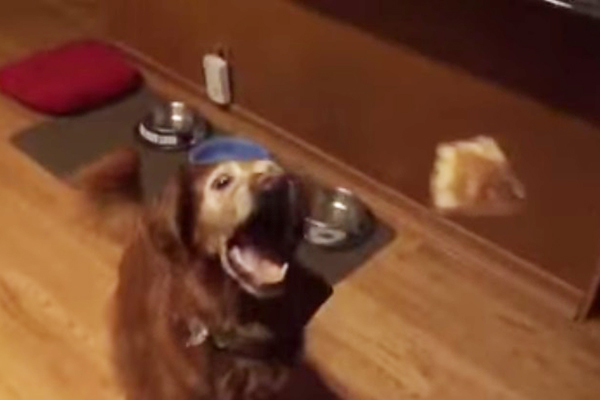 Em vídeo, cachorro desastrado tenta pegar petisco jogado por seu dono cinco vezes e falha em todas elas