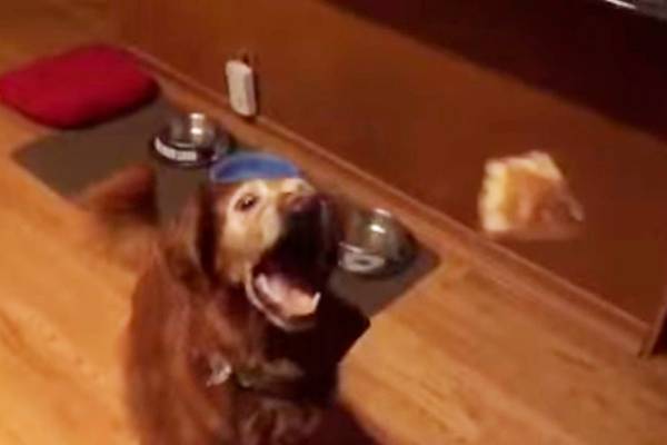 Em vídeo, cachorro desastrado tenta pegar petisco jogado por seu dono cinco vezes e falha em todas elas