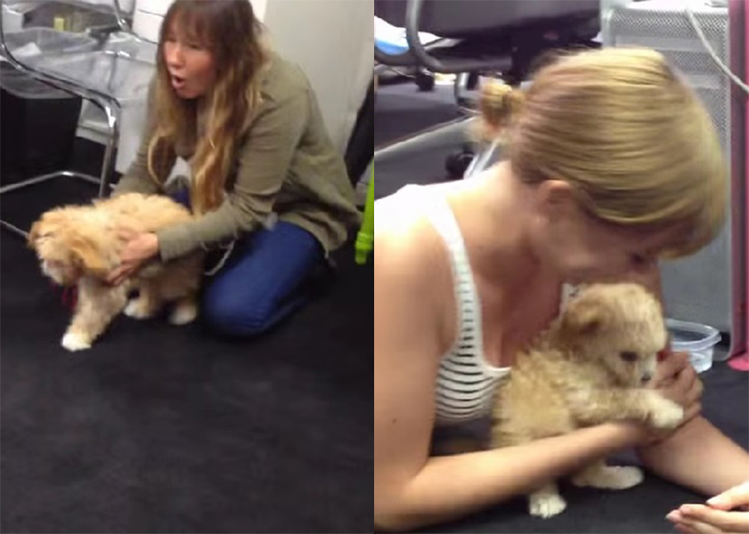 Rapaz inventa máquina que “encolhe cachorros” e grava resultado da experiência em vídeo adorável