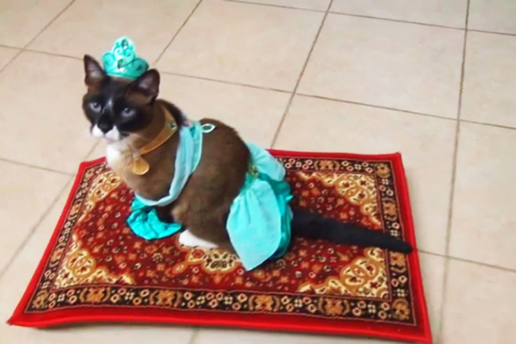 Este vídeo de um gatinho vestido de princesa Jasmine, de ‘Aladdin’, é pura fofura
