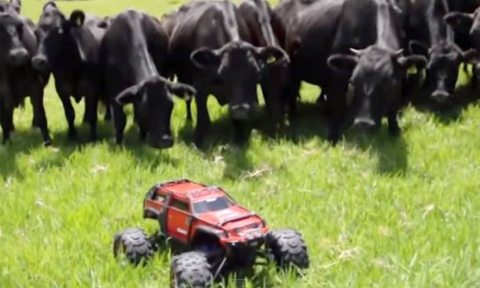 Vacas perseguem um carrinho elétrico de brinquedo e o resultado é um vídeo engraçadíssimo; assista