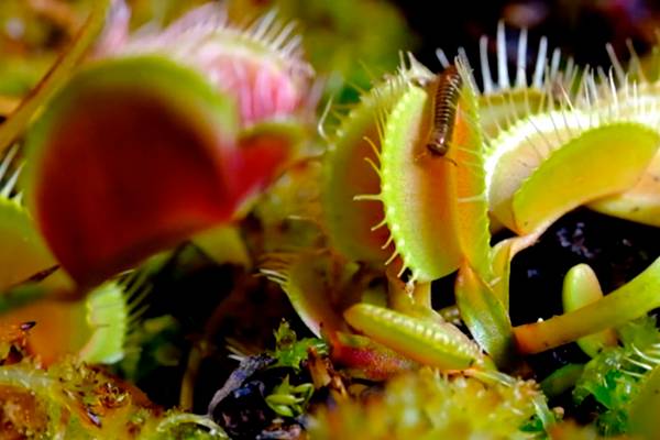 Vídeo impressionante mostra como plantas carnívoras nascem e se alimentam em imagens aceleradas; assista
