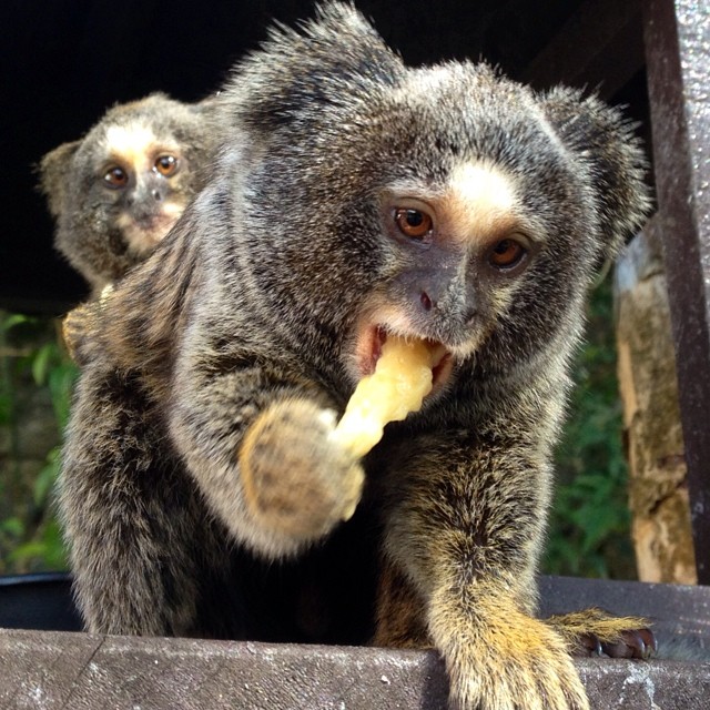 Fotos vencedoras da missão: “As belezas naturais da Serra da Cantareira”