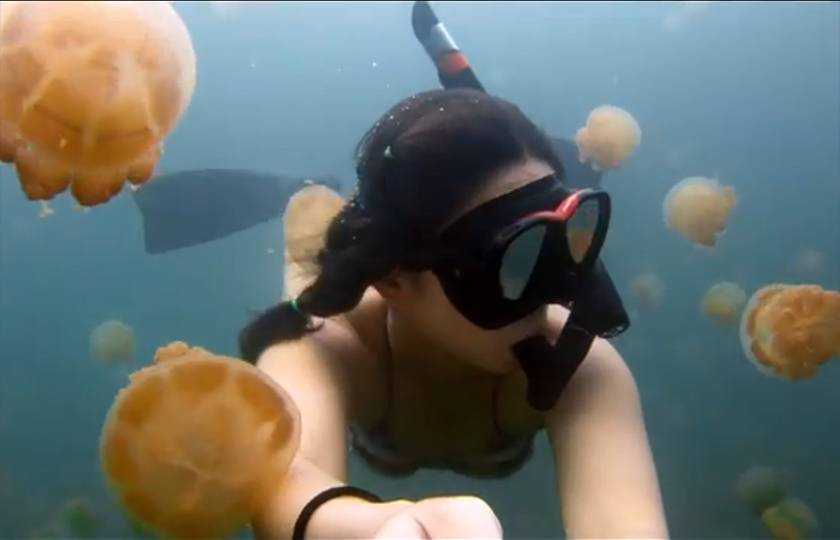 Fotógrafa mergulha com águas-vivas em vídeo belo e assustador