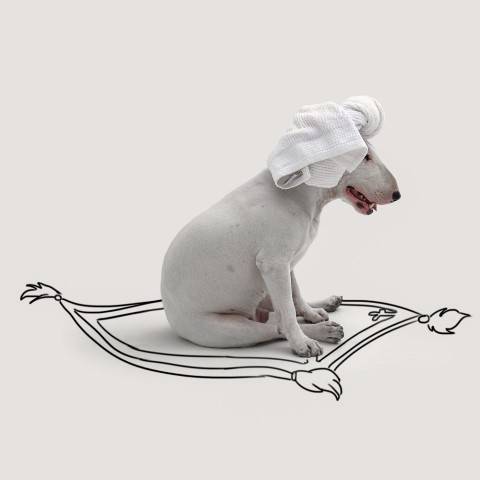 Bull terrier Jimmy Choo é cachorro brasileiro mais famoso do Instagram