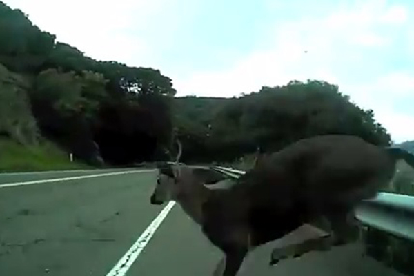 Ciclista atropela cervo em vídeo impressionante; assista