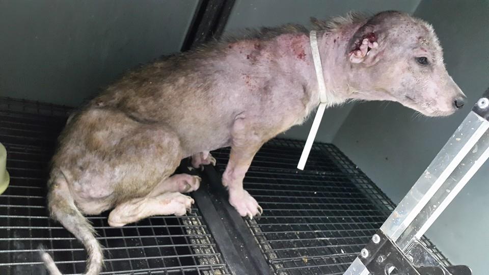 Ativista nega eutanásia e acolhe cadela de rua com leishmaniose