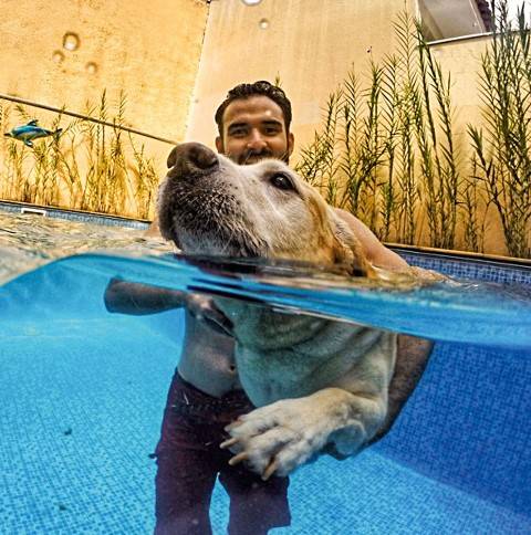 Cães para adoção serão “gandulas” no Brasil Open de Tênis