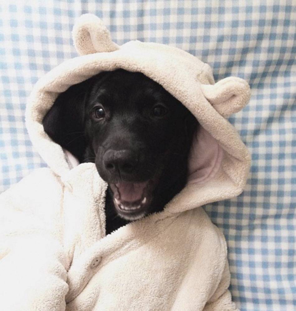 Fotógrafa faz sessões de pets bebês, do tipo ‘newborn’