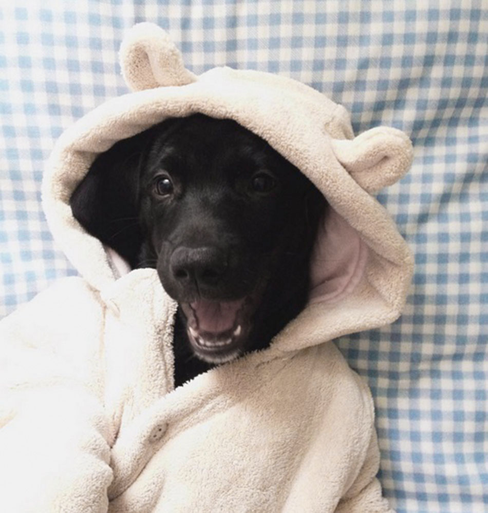 Fotógrafa faz sessões de pets bebês, do tipo ‘newborn’