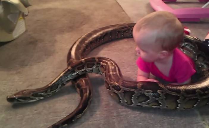 Bebê brinca com cobra de 4 metros de comprimento em vídeo impressionante que viralizou na internet; assista