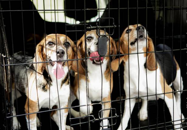 Entrevista com a fundadora do grupo americano Beagles Freedom Project sobre a ação no Instituto Royal