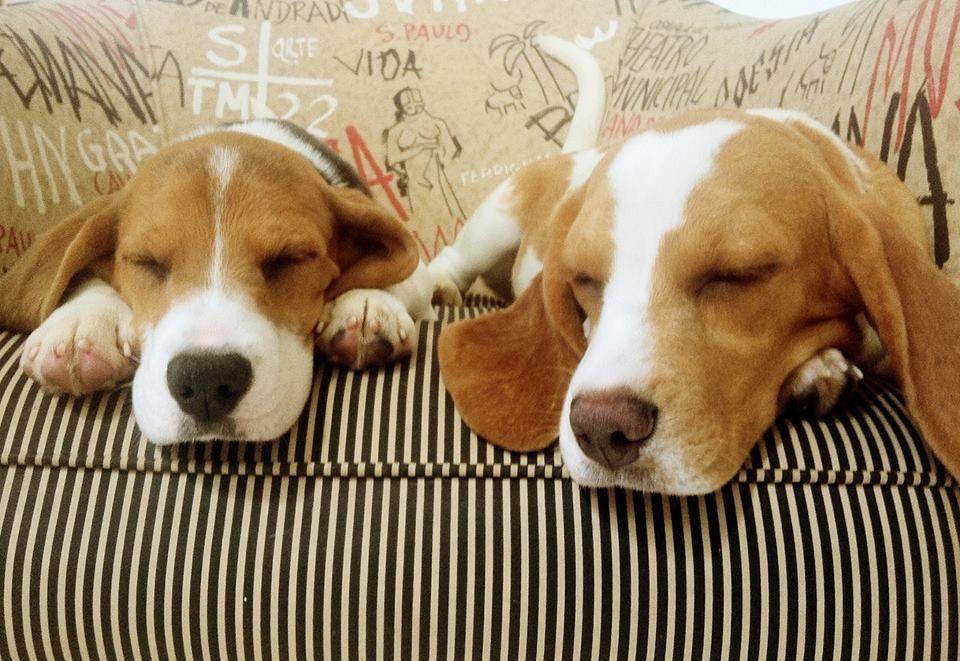 Ativistas querem doar beagles resgatados do Instituto Royal