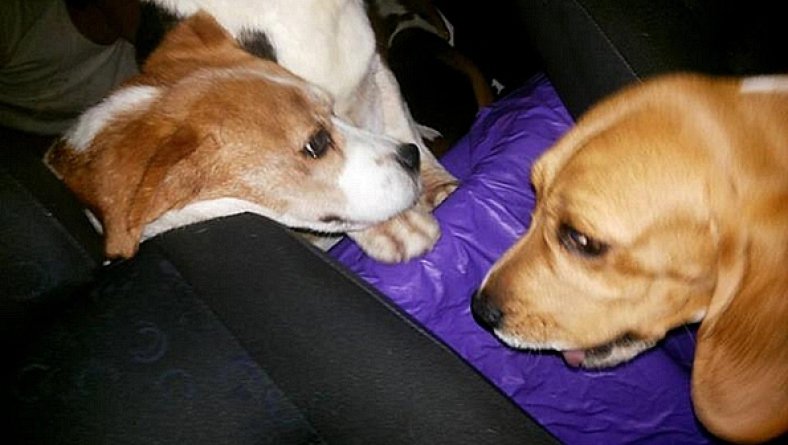 Alckmin sanciona lei que proíbe testes com animais na indústria cosmética e de higiene