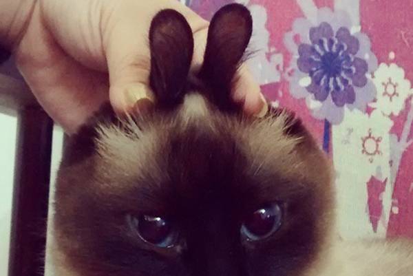 Nova moda “transforma” gatinhos em coelhos para a Páscoa