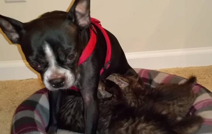 Cadela boston terrier amamenta e cuida de gatinhos órfãos