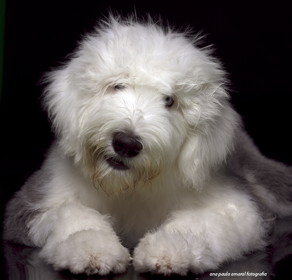 Conheça uma agência de modelos animais, entre cachorros, gatos, pássaros…