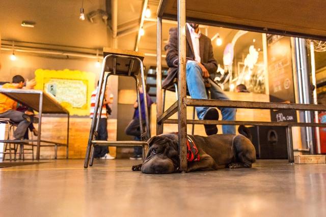 Cinco passeios  para fazer com o cãozinho e a cara metade, do primeiro encontro à fase do relacionamento sério
