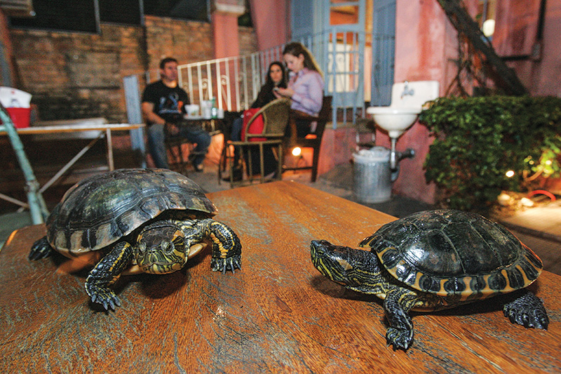 Em doceria de Pinheiros, animais como tartarugas e aves chamam a atenção dos clientes