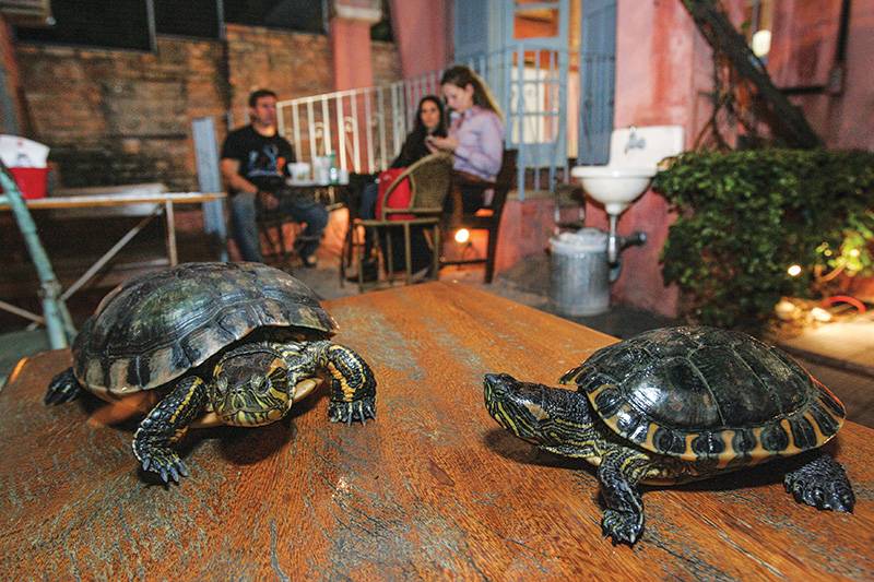 Em doceria de Pinheiros, animais como tartarugas e aves chamam a atenção dos clientes