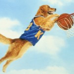 buddy-aka-air-bud
