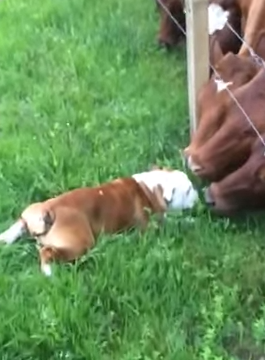 O encontro fofíssimo em vídeo entre bois e um buldogue