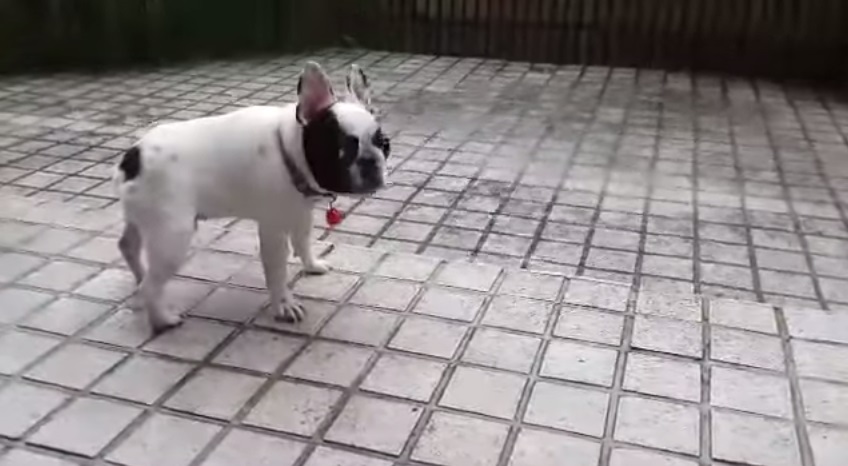 Cachorrinho brinca na chuva em vídeo divertido