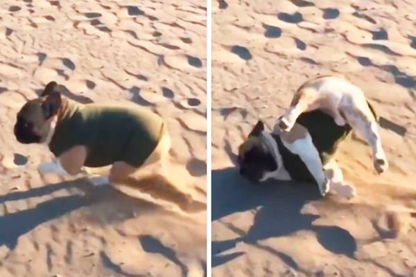 Vídeo de cachorrinho caindo na praia descreve perfeitamente como você se sente nas segundas-feiras