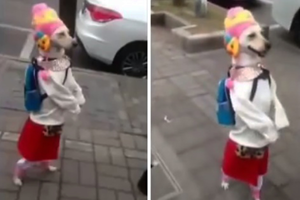 Cachorrinho