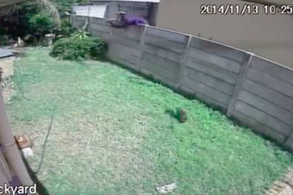 Câmeras de segurança registram cachorrinho espantando ladrão da casa de seus donos