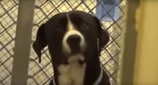 Cachorro tem reação emocionante ao ser adotado e salvo por nova família