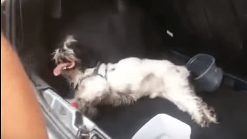Família vai fazer compras e deixa cachorro preso no porta-malas do carro. Assista a vídeo do resgate
