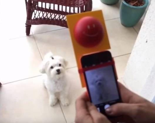 O produto DogSelfie promete que seu cachorro sempre olhe para a câmera na hora das fotos