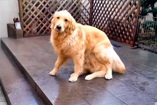Um cachorro se transforma “magicamente” em dois em questão de segundos e vídeo faz sucesso na internet