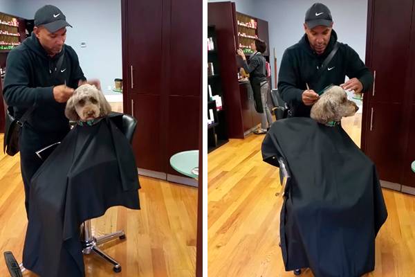 Cachorro mais obediente do mundo fica quietinho em cadeira de salão para receber um “corte de cabelo”