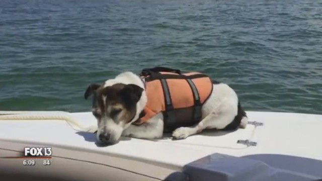 Após passar três horas em alto mar, cachorro é resgatado