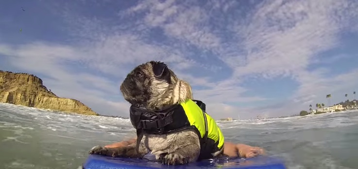 Cachorro surfa com seu dono no vídeo mais fofo do dia