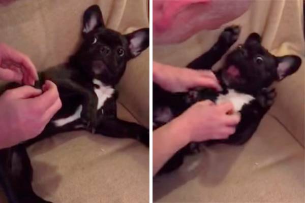 Filhote de buldogue francês adora cócegas e implora para que seu dono continue a brincadeira em vídeo
