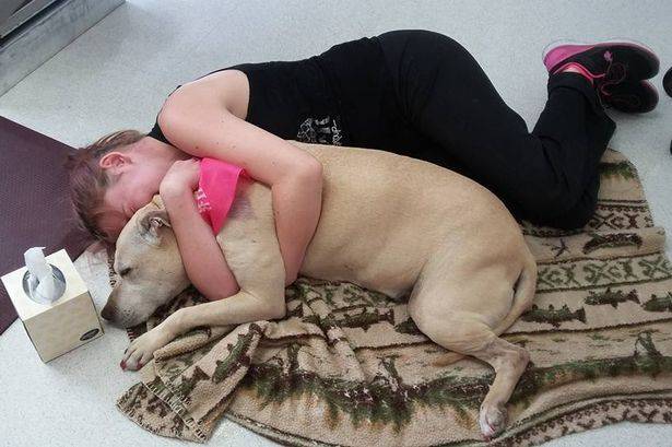 Mulher divulga imagens emocionantes do último dia com o cachorro da família