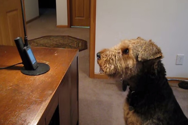 Cachorro conversa com sua dona pelo viva-voz do telefone e vídeo faz sucesso na internet