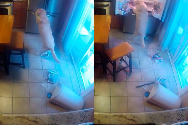 Dono usa câmera para flagrar seu cachorro assaltando a geladeira em vídeo divertido; assista